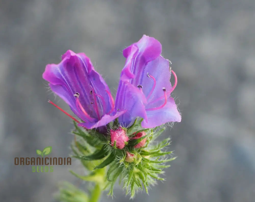 Pollinator friendly echium seeds vibrant garden blooms