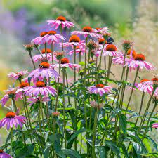 Pollinator-Friendly Purple Coneflower Seeds for Gardens