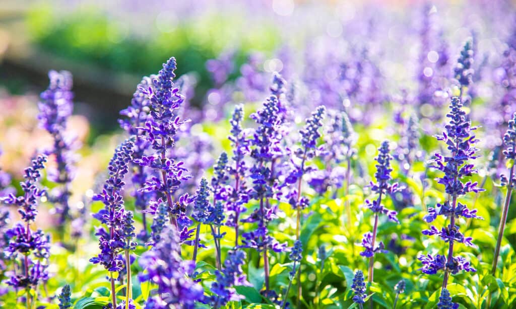 Pollinator friendly Salvia flower seeds attract bees