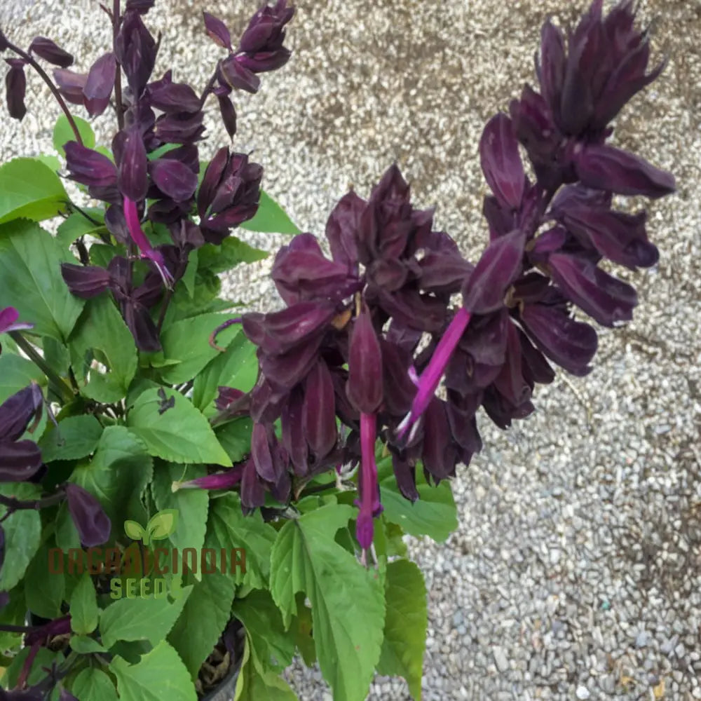 Purple Salvia Growing in Pollinator Garden