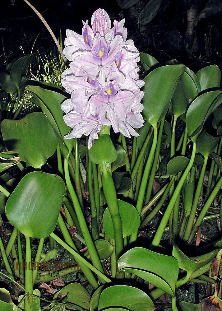 Floating water hyacinth in garden pond