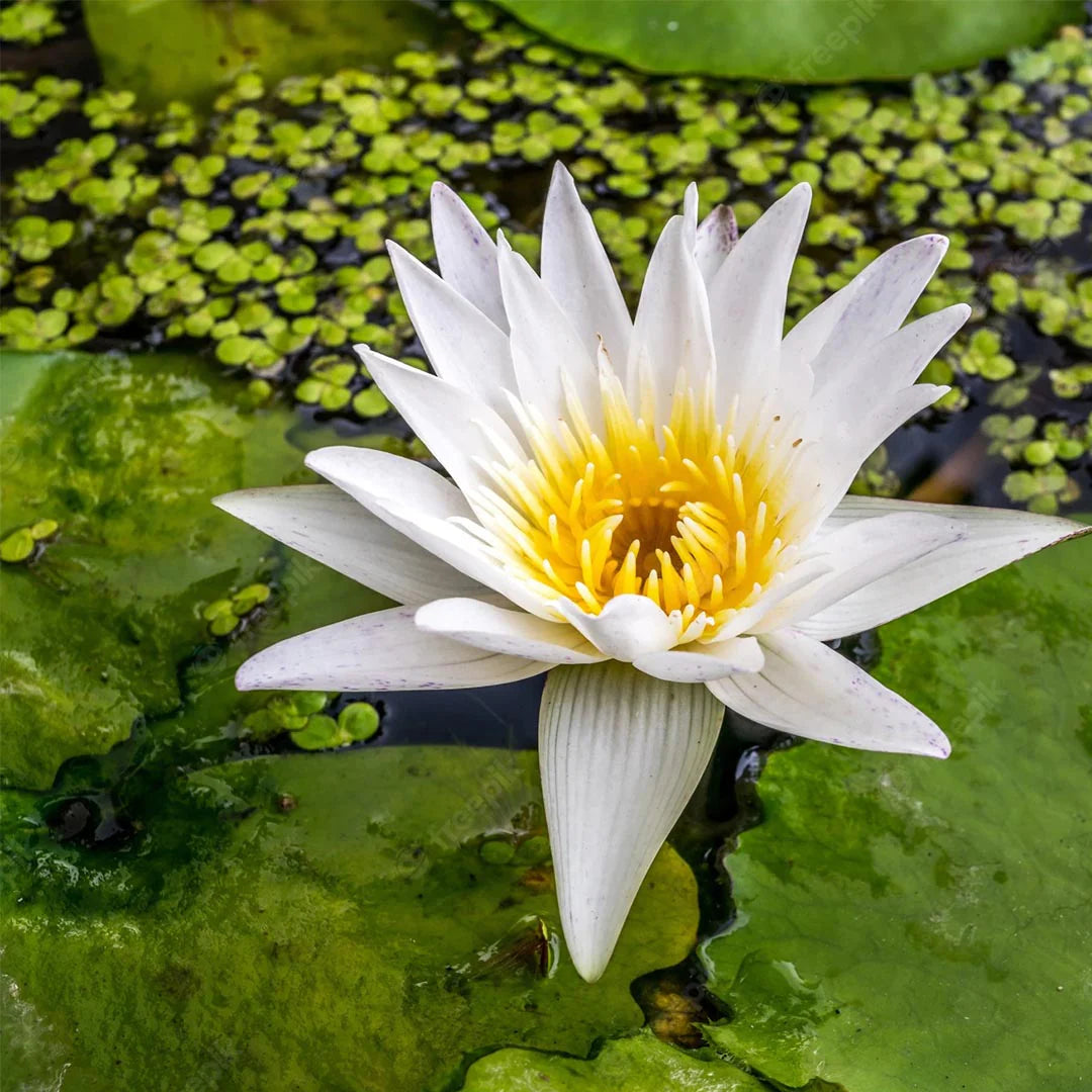 Pond plant Water Lily seeds