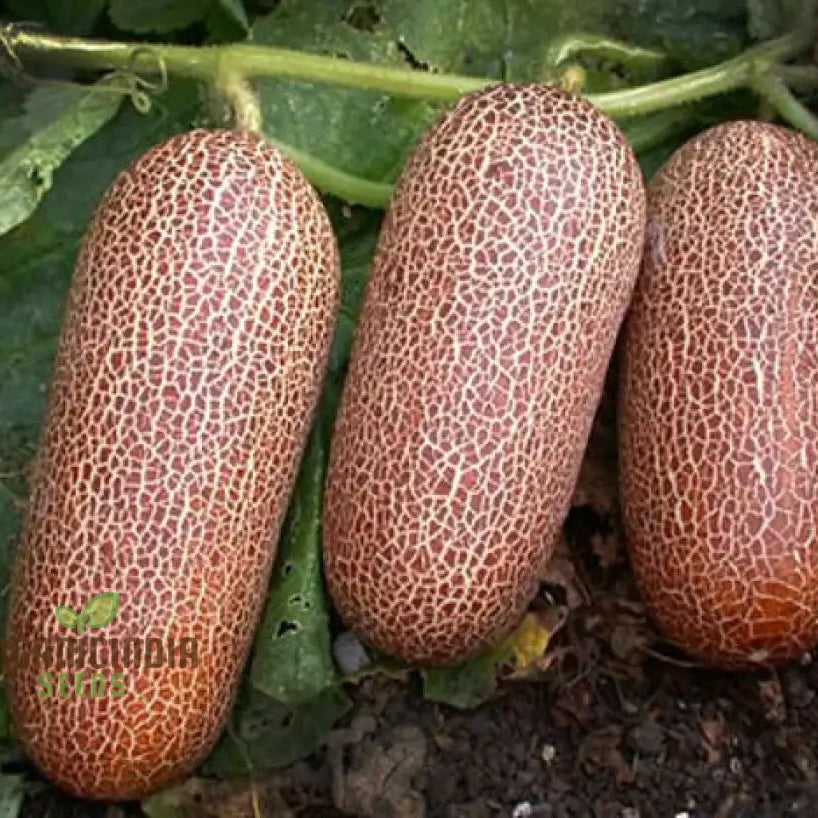 Mature Poona Kheera Cucumber Plant from Seeds, Vigorous Vining Variety