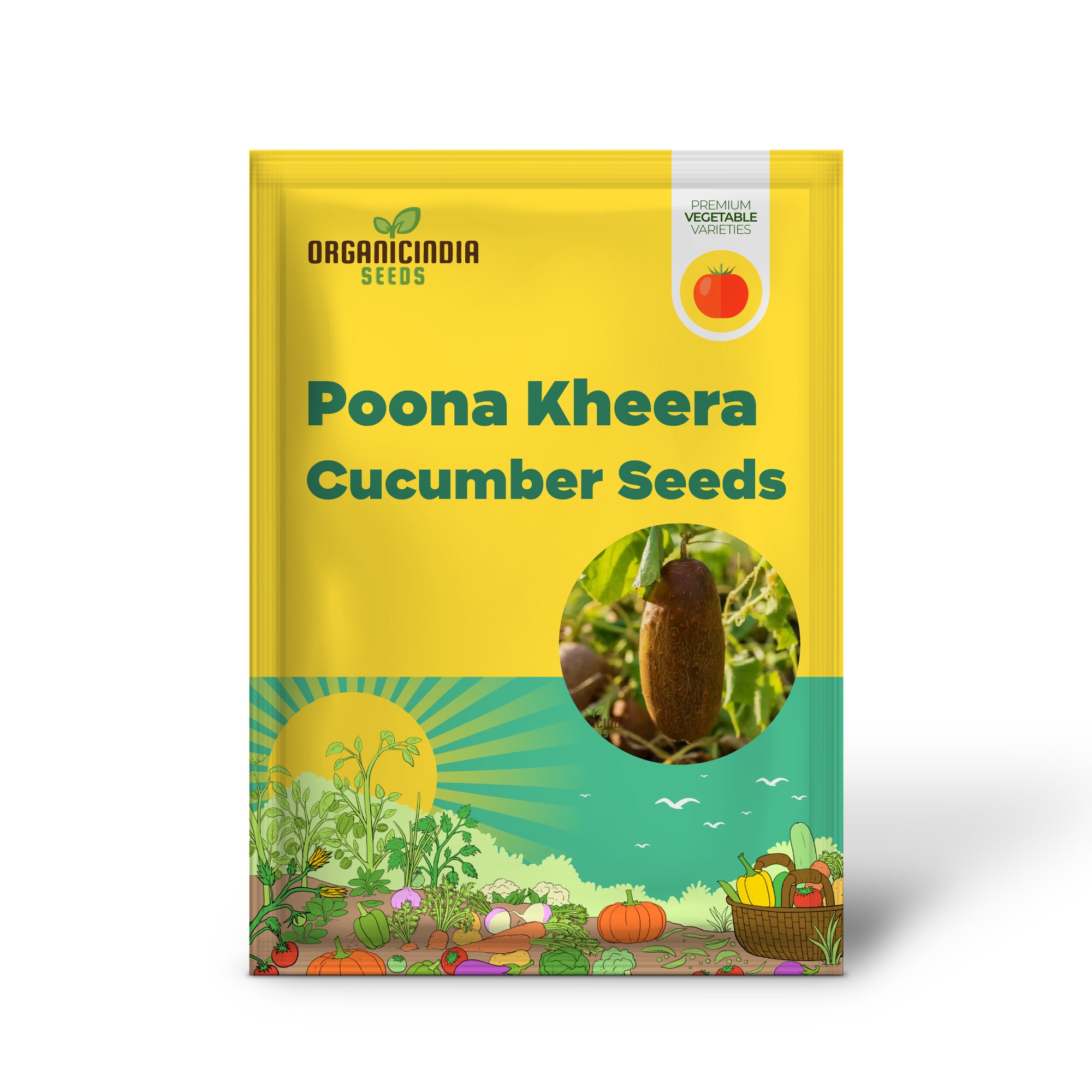 Poona Kheera Cucumber Seedling Growing in Garden or Container