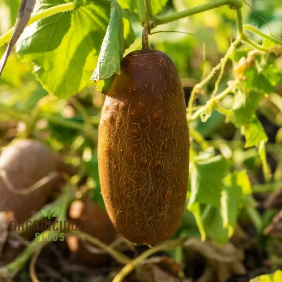 Poona Kheera Cucumber Seeds for Planting, Heirloom Home Garden Cucumber Seeds