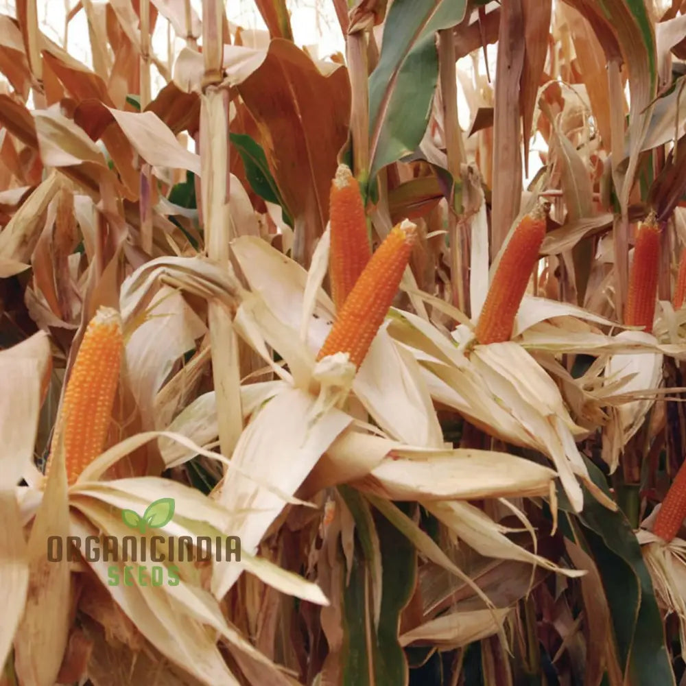 Popcorn Sweetcorn Seedling Growing in Garden, Homegrown Corn Seeds