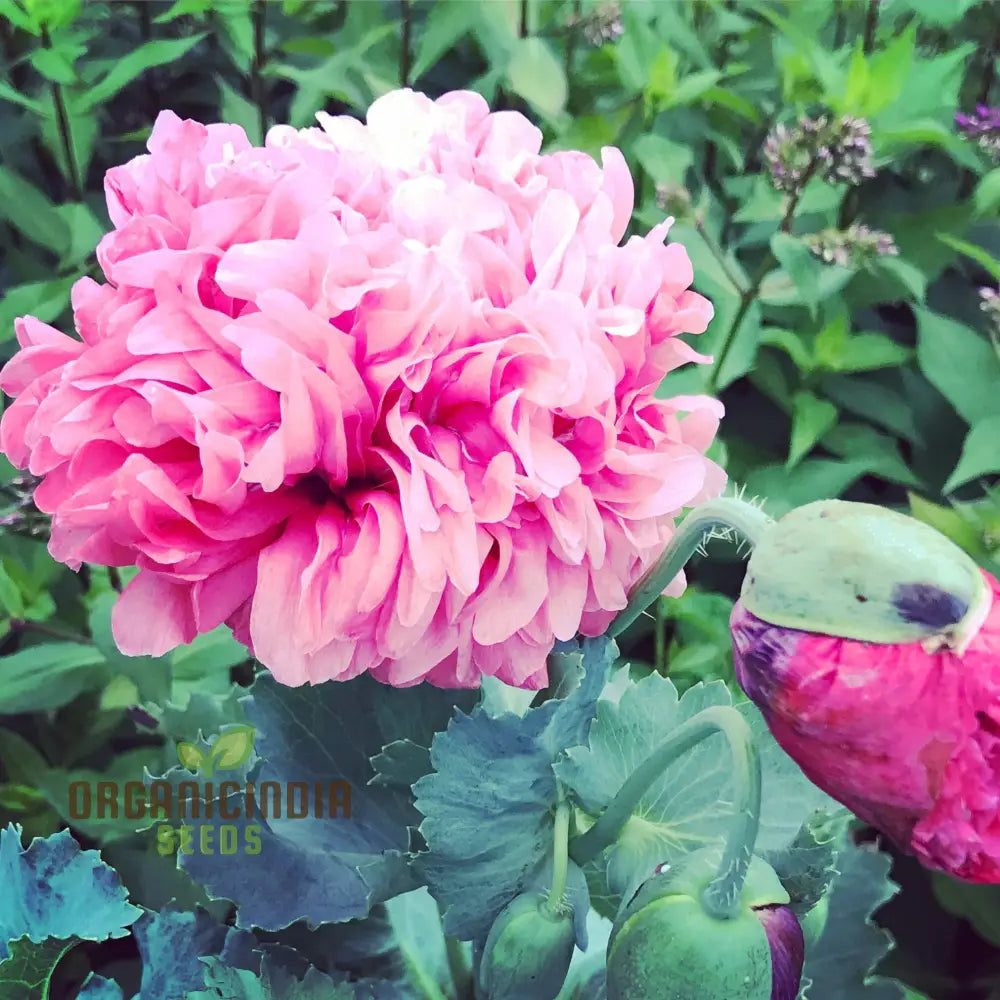 Heritage Garden Poppy Seeds for Borders and Flower Beds