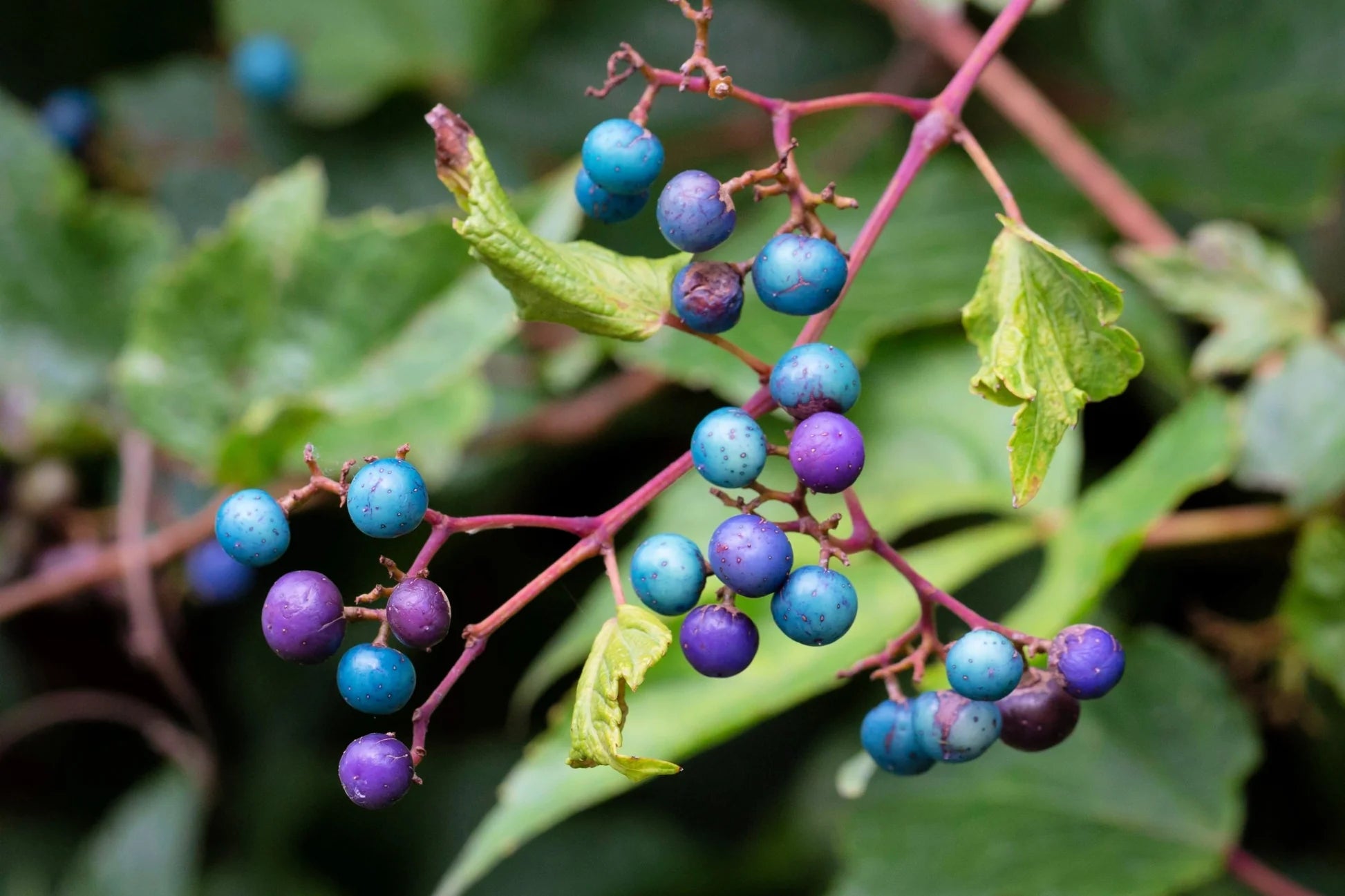 Porcelain Berry Vine Growing on Trellis in Garden