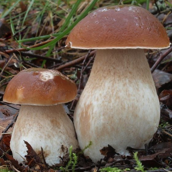 Wild Porcini Mushrooms from Seeds in Shaded Woodland Garden