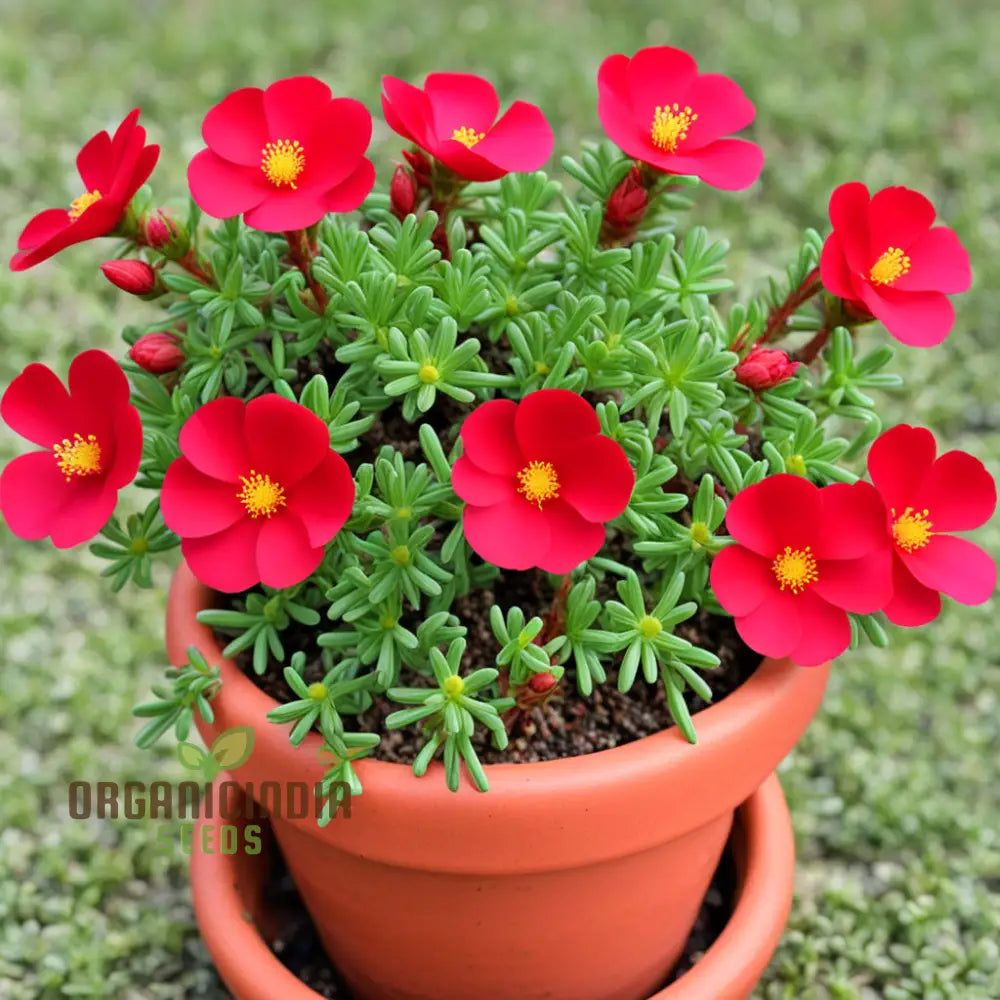 Red Portulaca Growing in Patio Planter