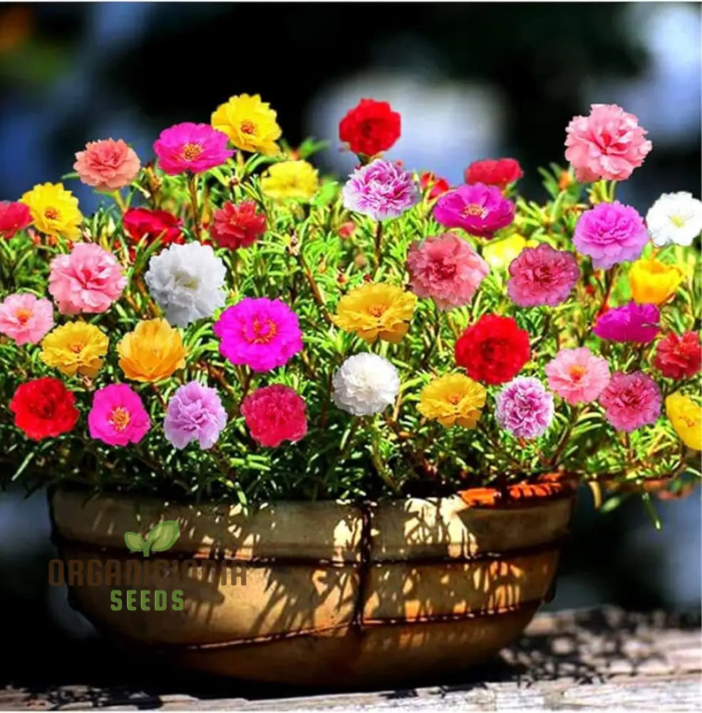 High-quality Portulaca seeds for planting