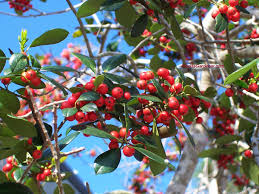 Possumhaw Holly Seeds Ilex decidua for Planting