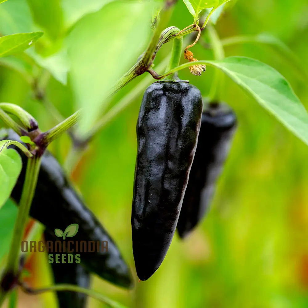 Pot Black Hot Pepper Seeds for Planting, Ornamental Pepper Variety