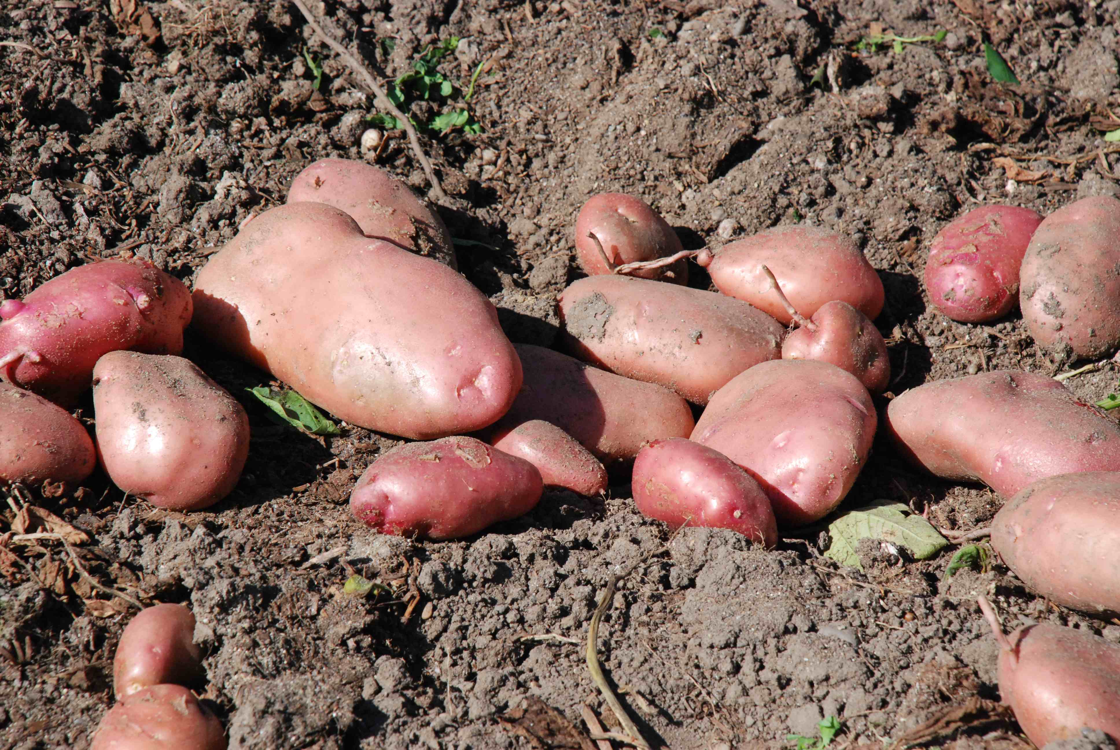 Sarpo Mira Potato Vegetable Seeds, Disease Resistant Heirloom Vegetable Seeds for Home Gardening Easy to Grow