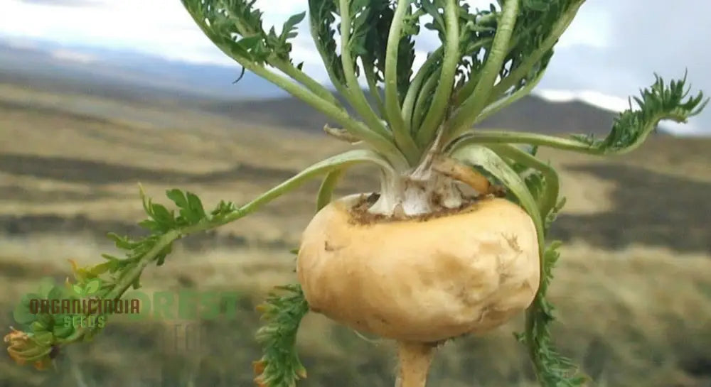 Potent Peruvian Ginseng Cultivate Vitality With Black Maca Herb Seeds For Planting