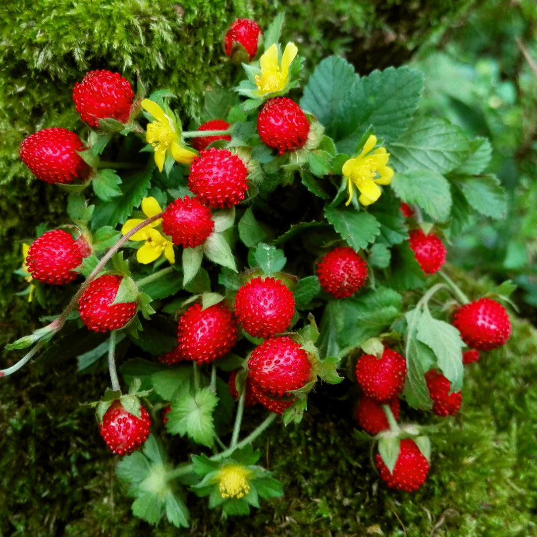 Potentilla Indica Mock Strawberry Seeds Non-GMO