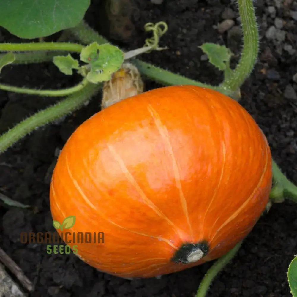 Potimarron Squash Plant in Garden from Seeds