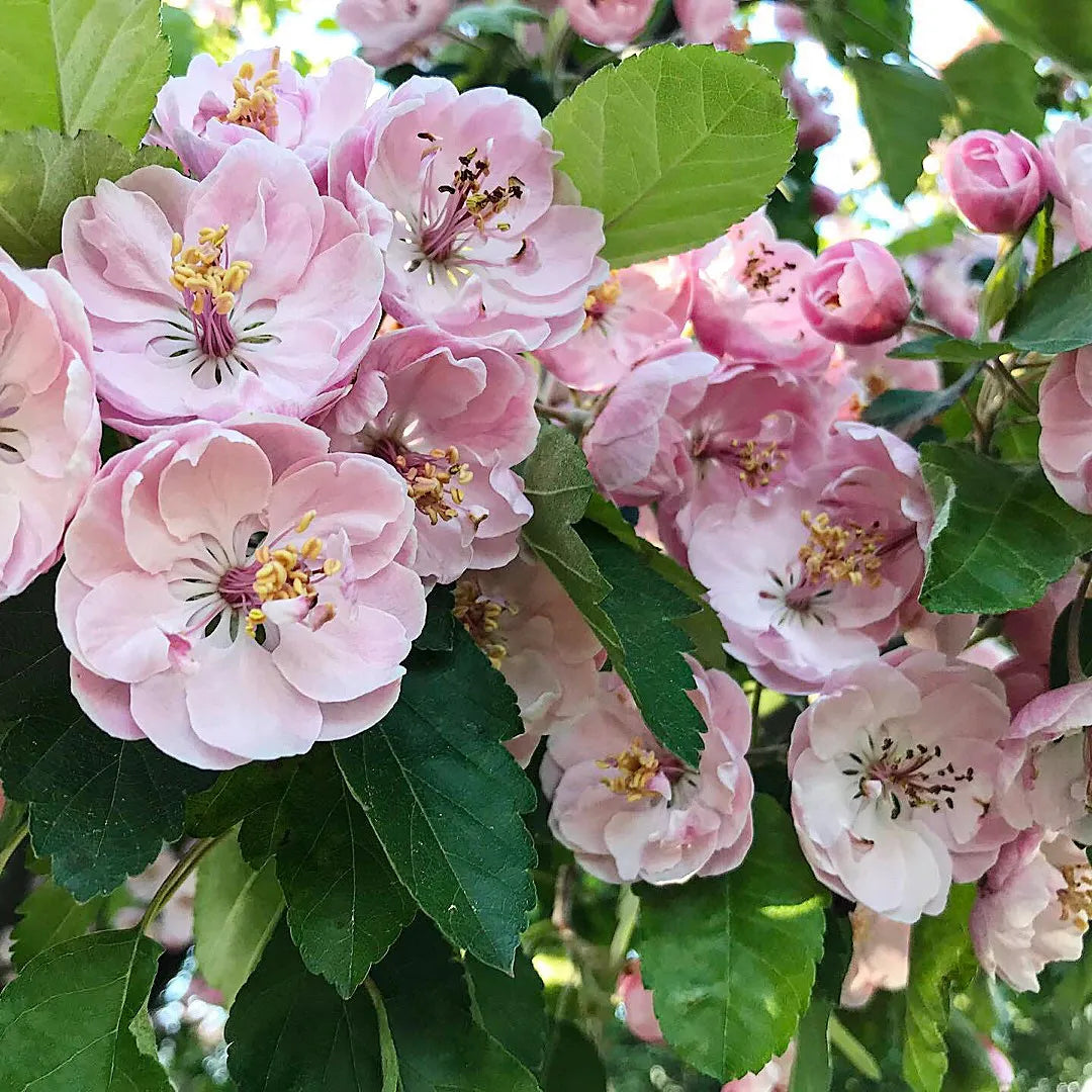Prairie crabapple seeds for planting in garden