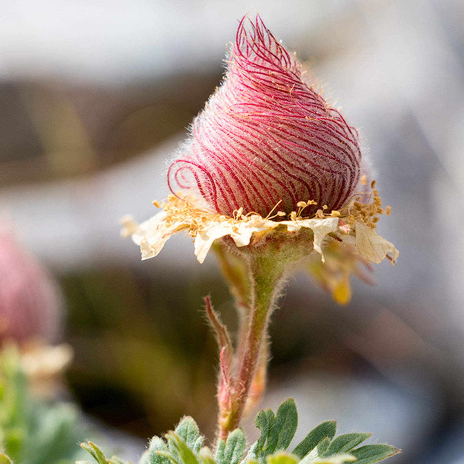 Prairie Smoke seeds for planting