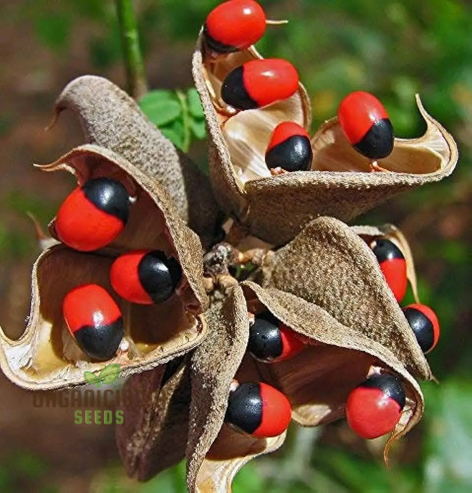 Preceptories Paternoster Pea â€™Gum Chi Crabâ€™s Eye Crab Eyes (100Pcs)