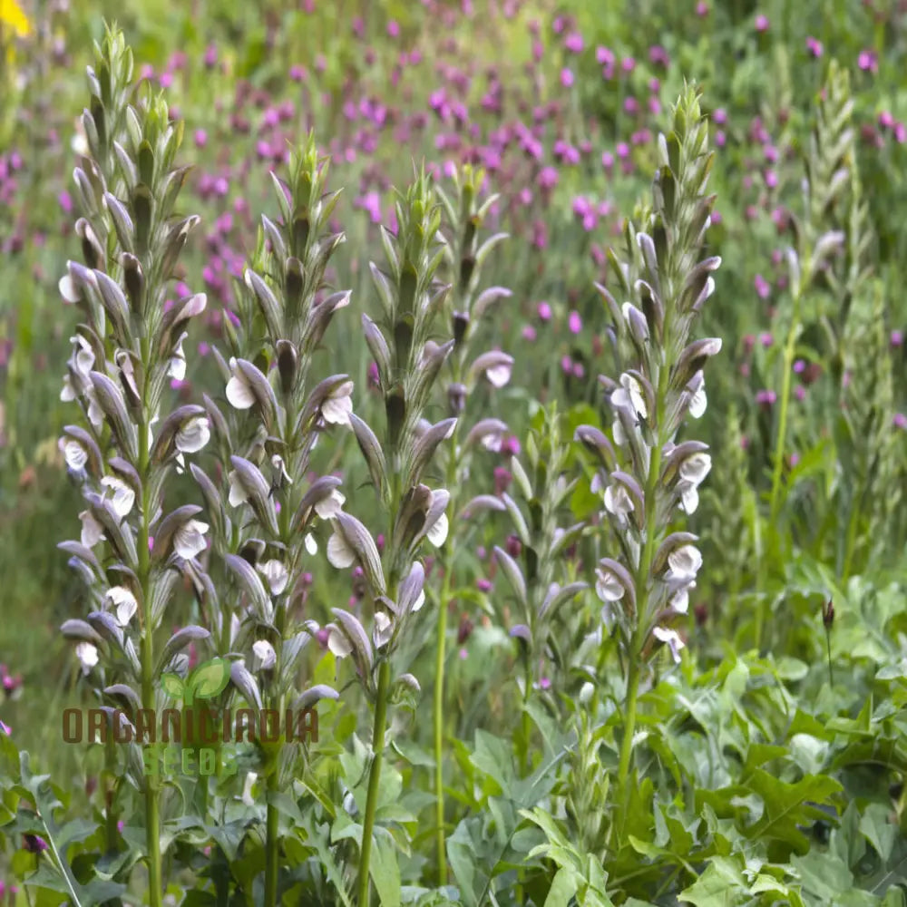 Premium Acanthus Mollis Plant Seeds: Elevate Your Gardening Experience With Exquisite Seeds For A