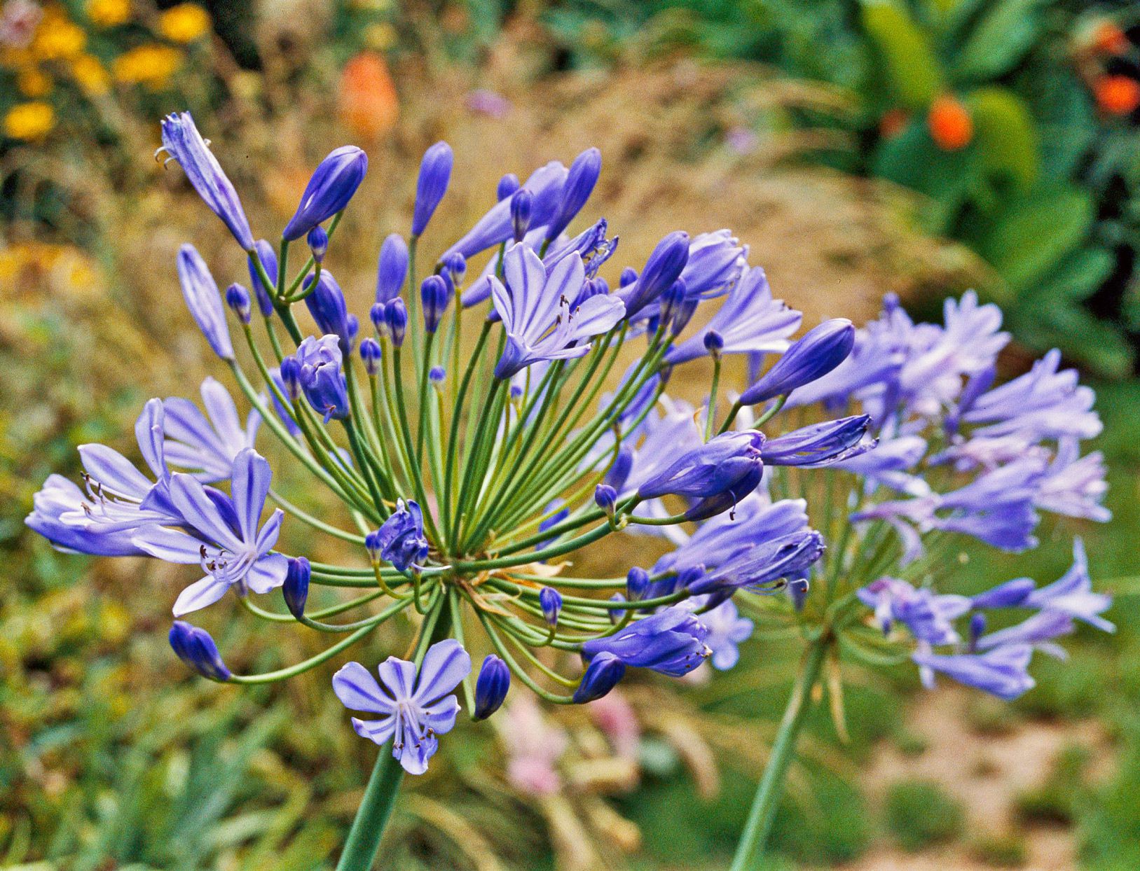 Premium Agapanthus Blue Flower Seeds for Vibrant Seasonal Flowers