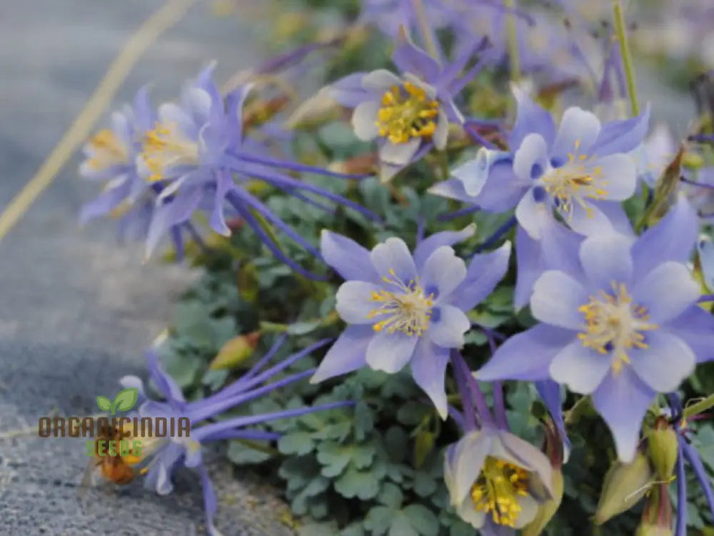Premium Aquilegia Olympica Seeds For Gardening â€“ Elevate Your Garden With Stunning Blooms