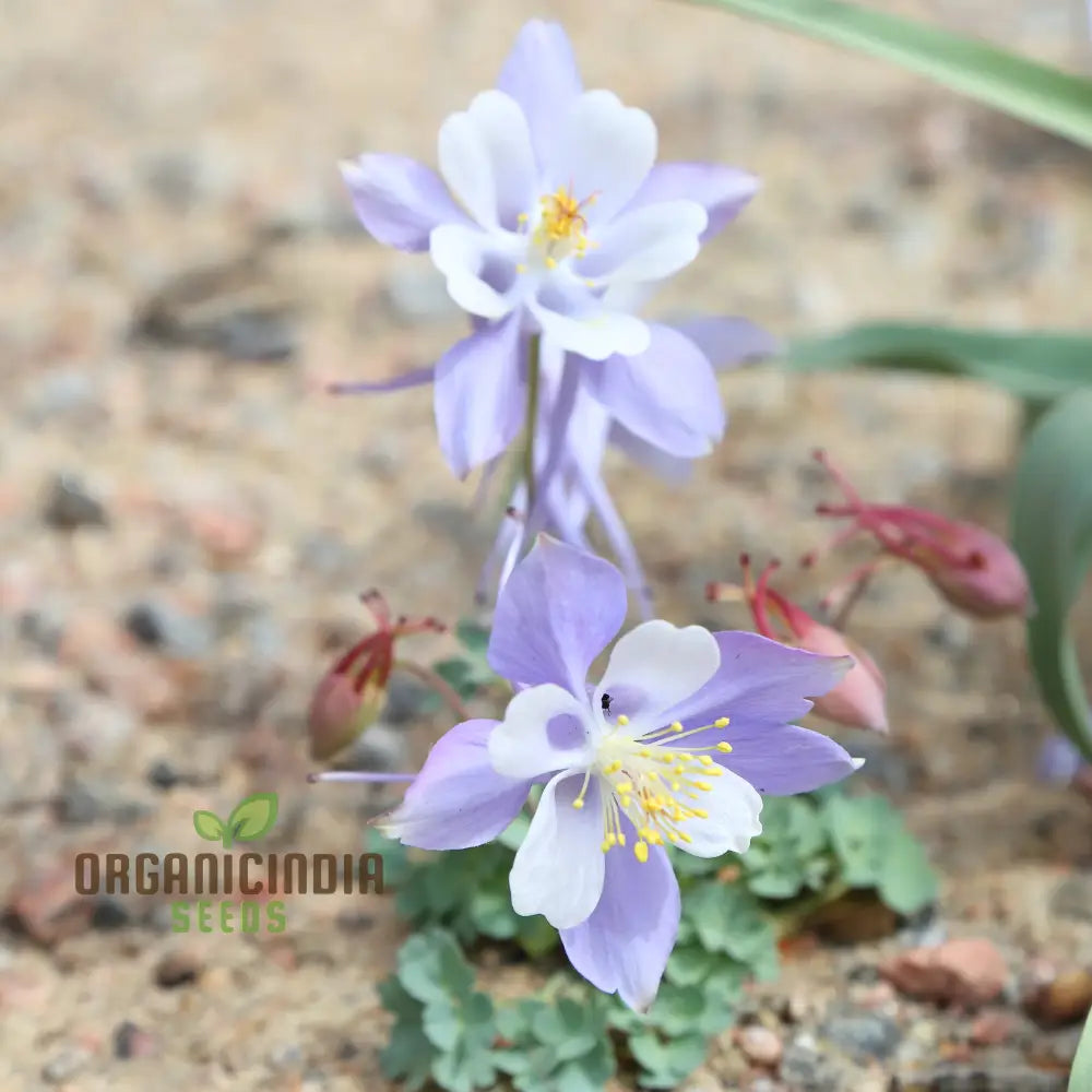Premium Aquilegia Olympica Seeds For Gardening â€“ Elevate Your Garden With Stunning Blooms