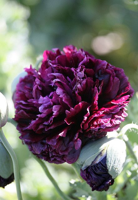 Premium Black Peony Poppy Seeds for High-Quality Garden Flowers