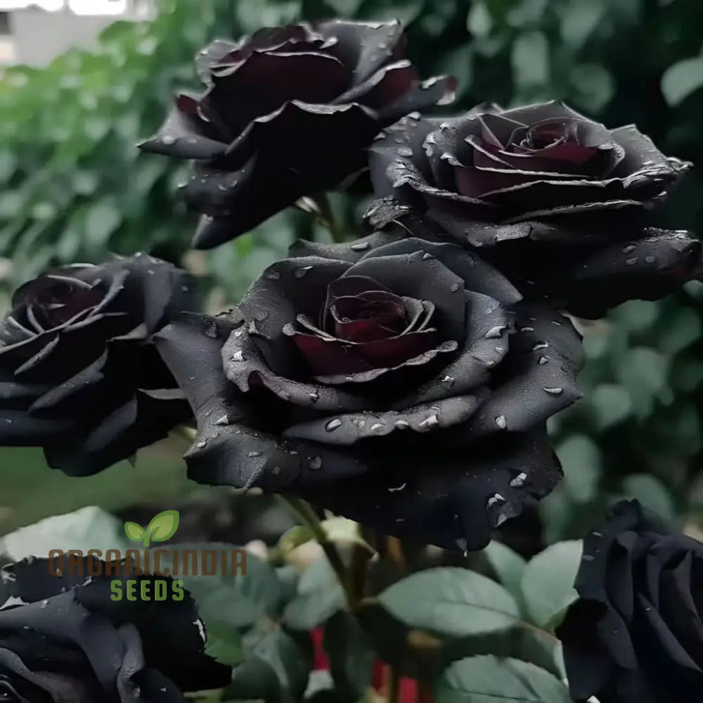 Beautiful Black Rose Garden