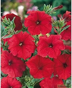 Premium Burgundy Petunia Seeds for Garden Displays
