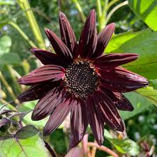 Premium Burgundy Sunflower Seeds for Vibrant Garden Displays