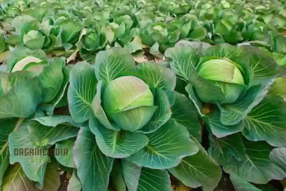 Premium Cabbage Plants Growing in Garden Bed from Seeds