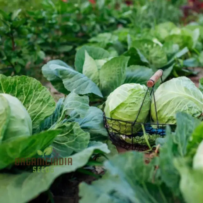 Premium Cabbage Seeds for Home Garden, Easy-to-Grow Cabbage Plants
