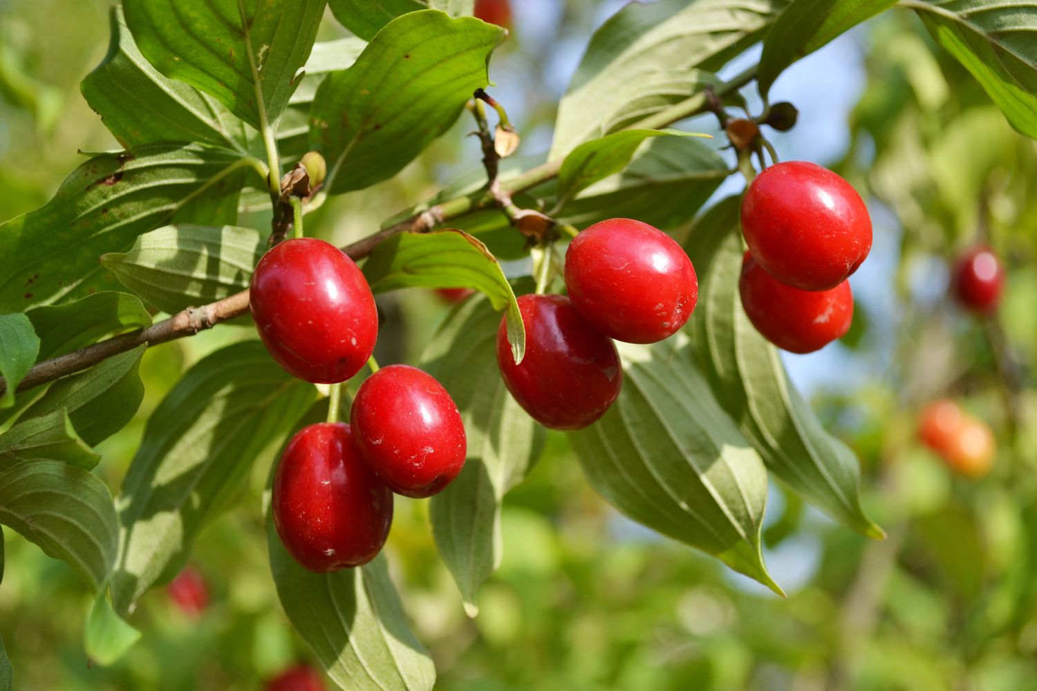 Premium Cornus mas seeds producing edible red fruits