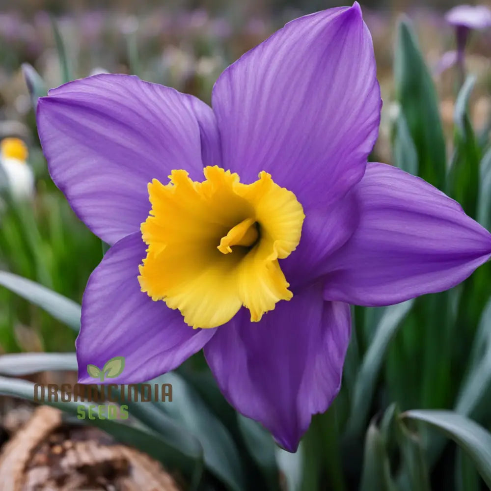 Premium daffodil seeds and Narcissus for gardens