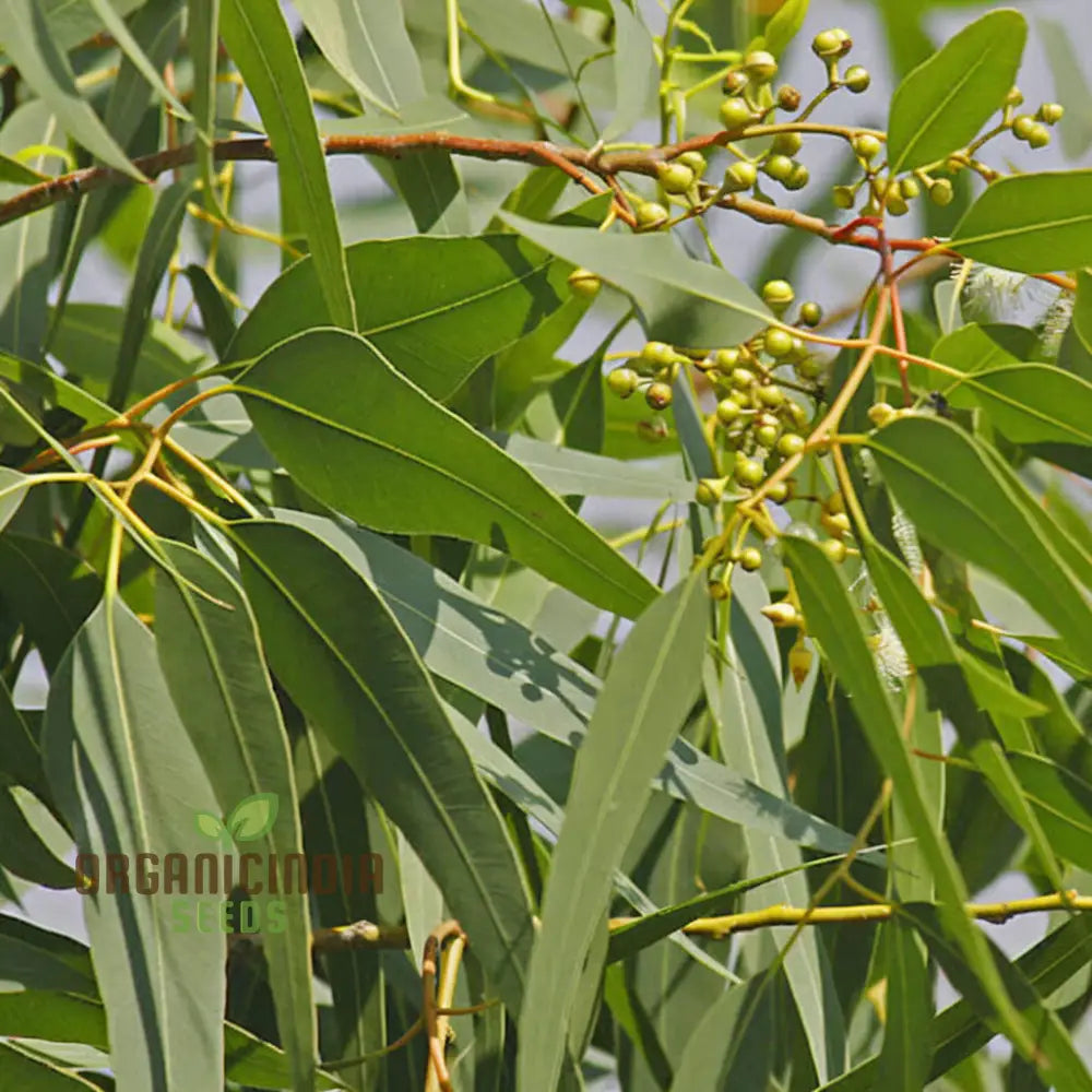 Elixir Tree Premium Eucalyptus Citriodora Tree Seeds For Gardening Enthusiasts ...