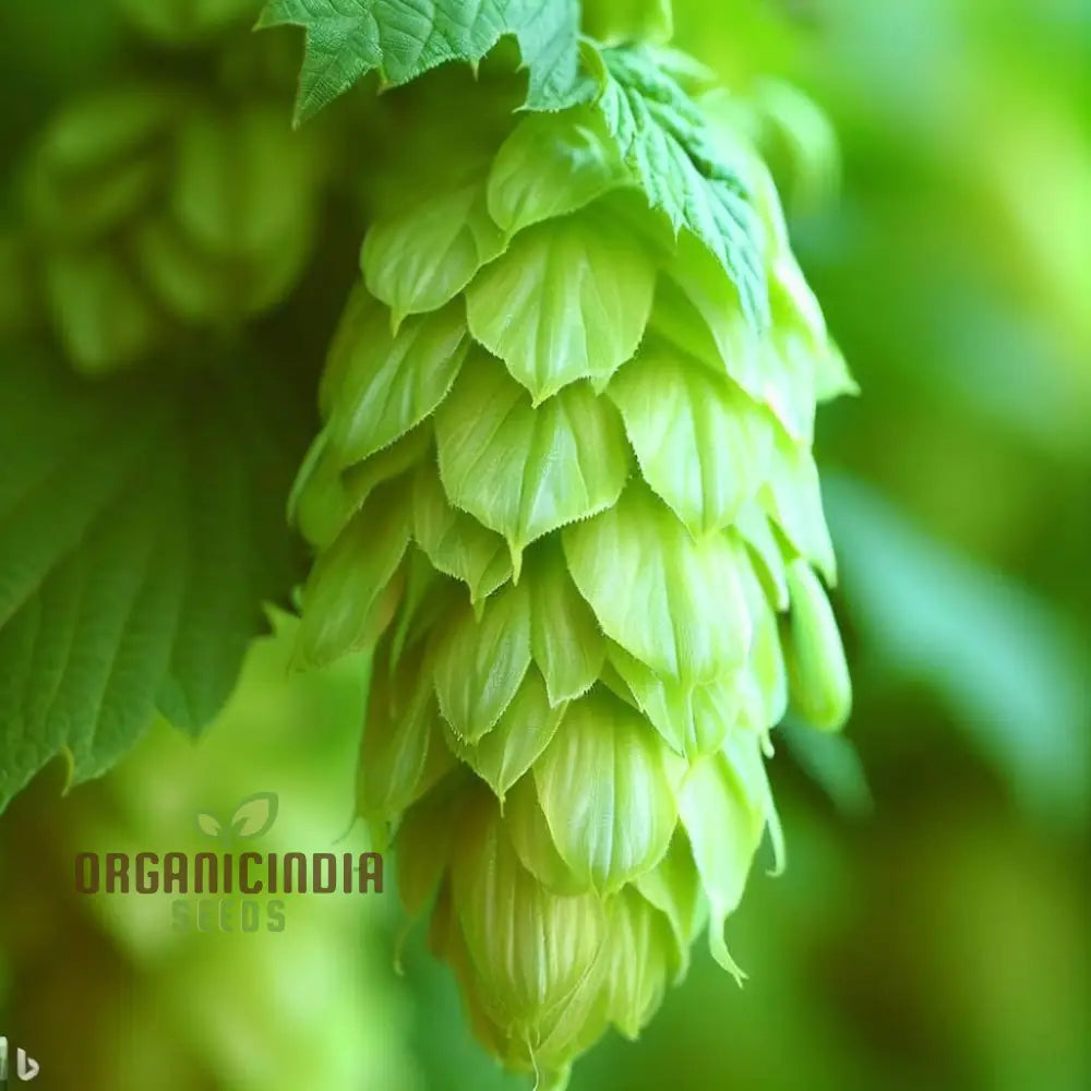 Premium European Hop Organic Seeds For Gardening Enthusiasts - Grow ...