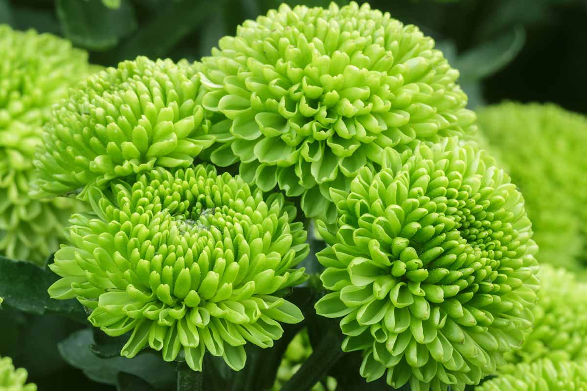 Premium Green Zinnia Seeds for Easy Flower Gardening