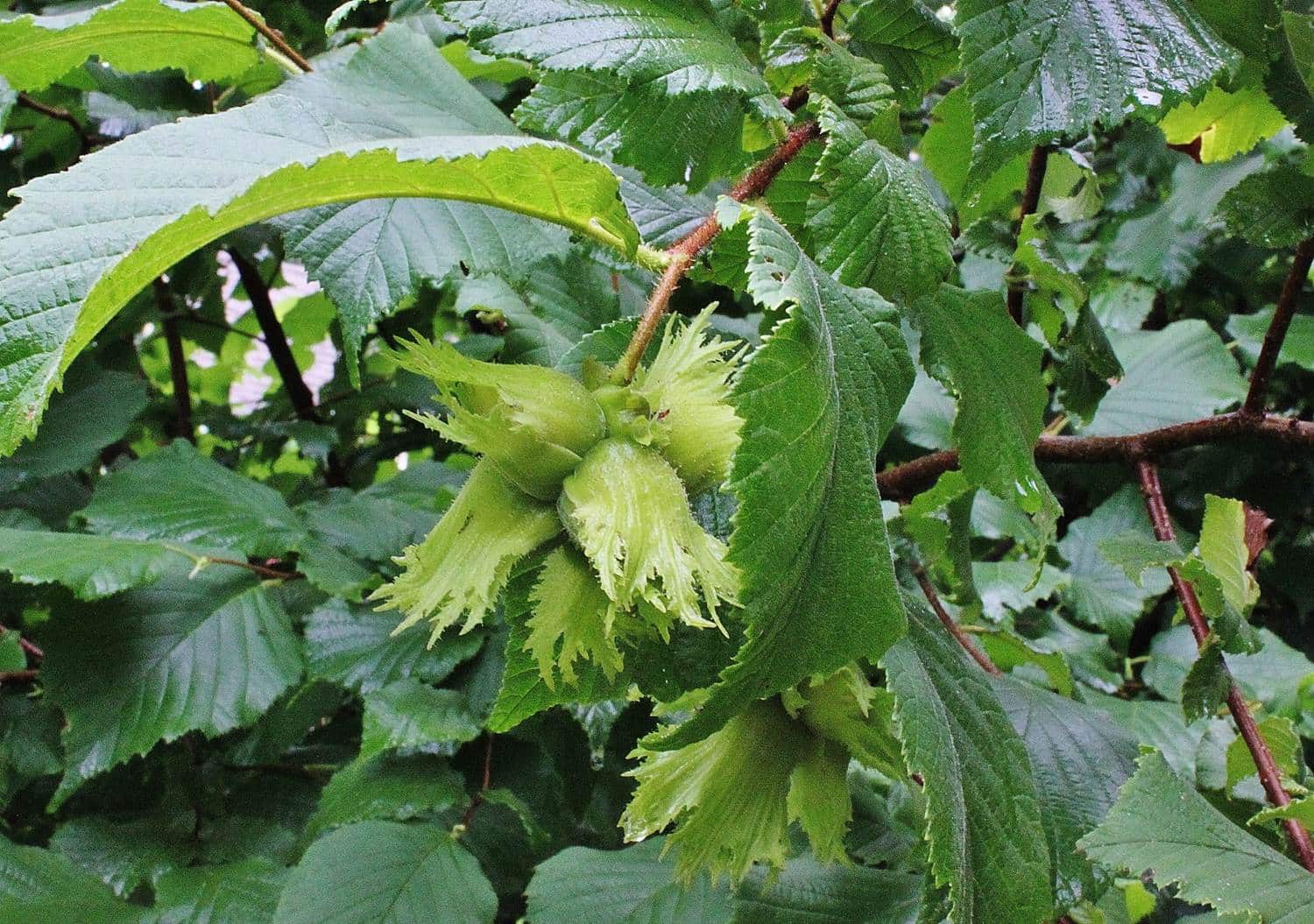 Premium hazelnut plant seeds producing edible nuts