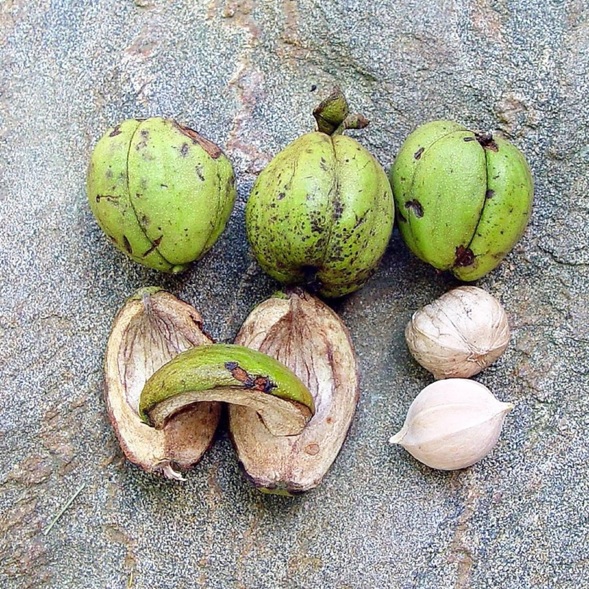 Premium hickory nut tree seeds producing edible nuts