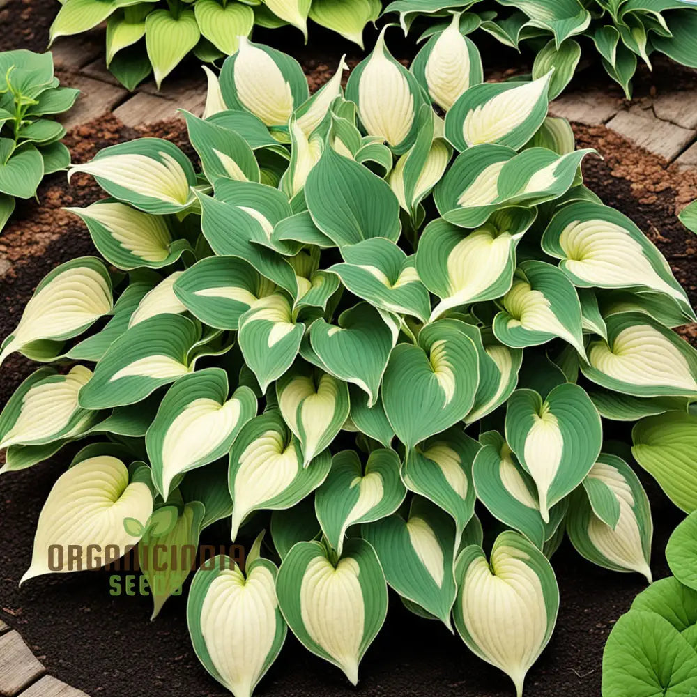 Hosta Piante Perenni Per Giardino, 6 Pezzi, Fogliame Decorativo, Resistente Al Freddo (-30°C) E Al Caldo, Facile Coltivazione