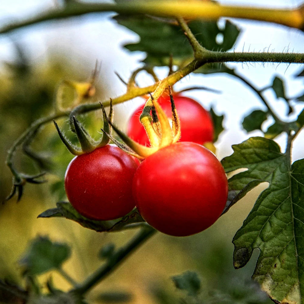 Premium Hybrid Tomato Seedlings Growing in Garden