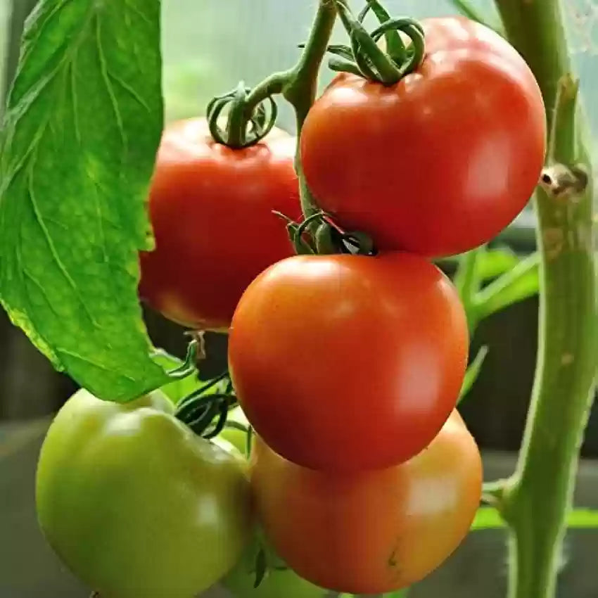 Premium Hybrids Tomato Seeds for High Yield and Flavor