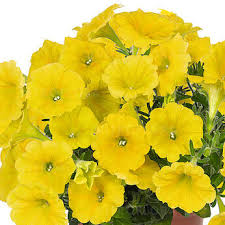 Premium Lemon Yellow Petunia Seeds for Vibrant Flower Gardens