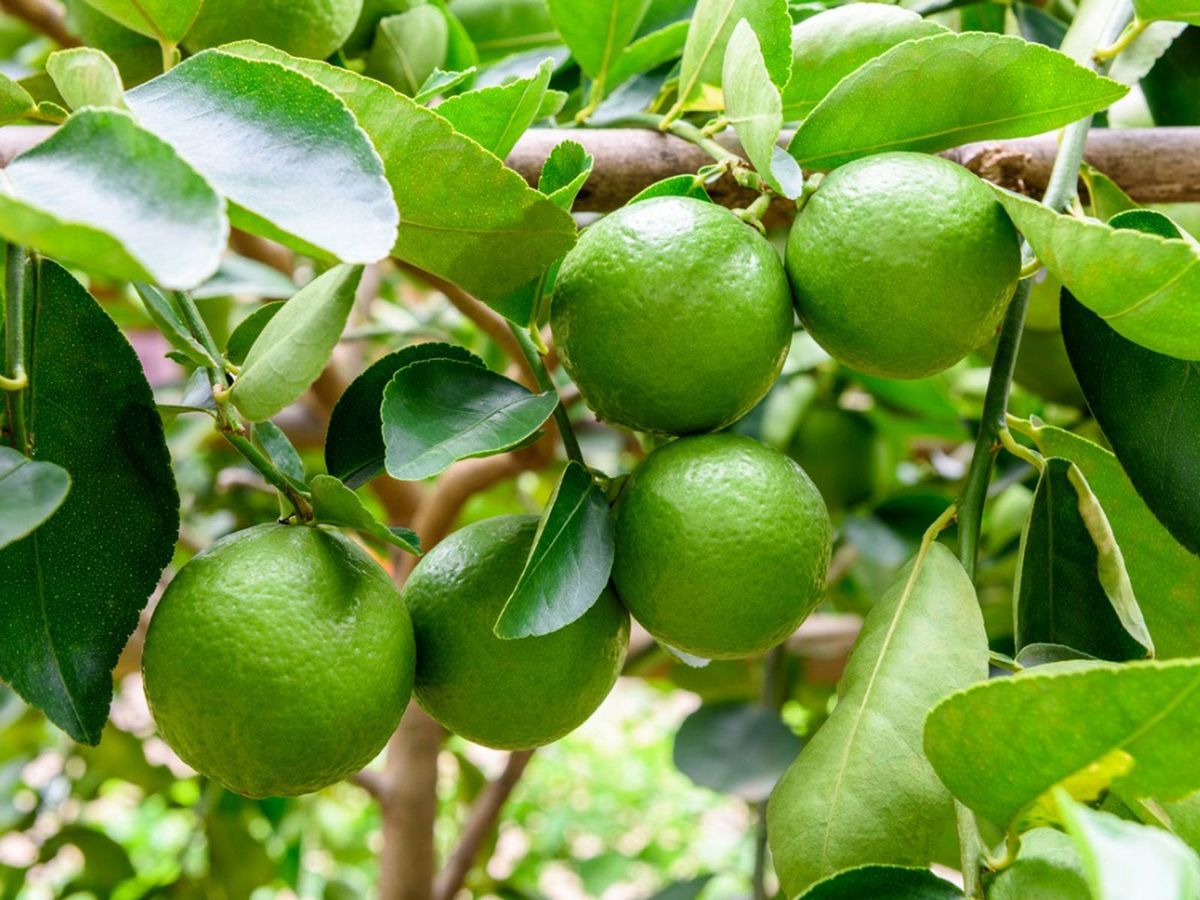 Premium lime tree seeds for growing juicy key limes