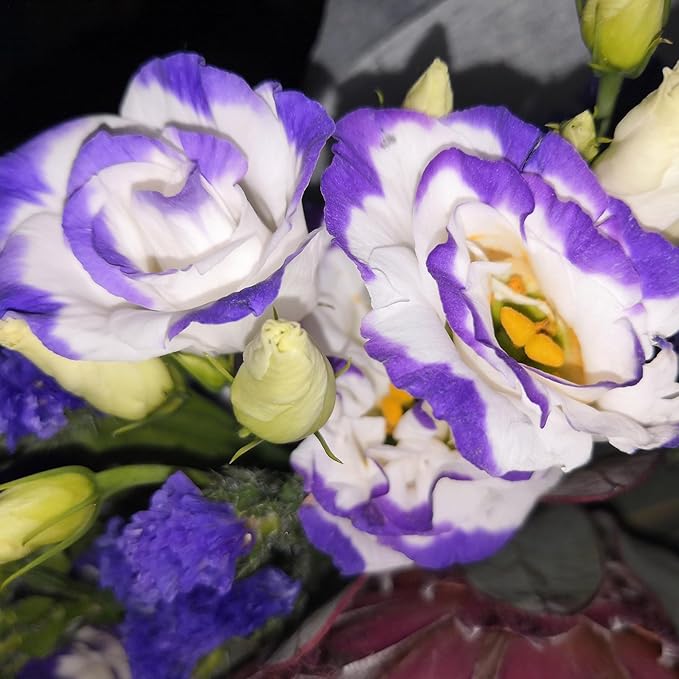 Premium Lisianthus Seeds for Elegant Purple and White Blooms
