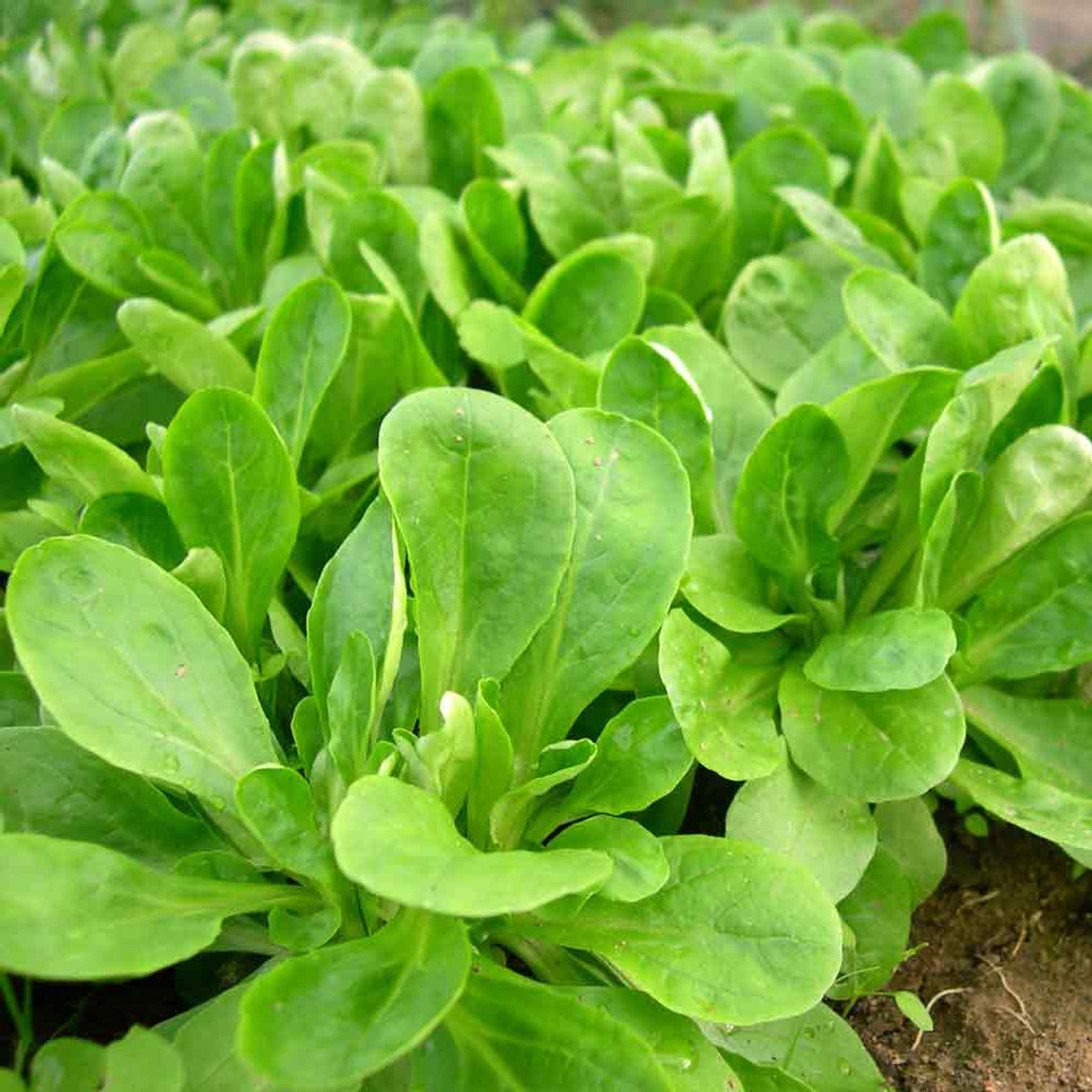 Premium Mâche Lettuce Seeds – Nutritious Salad Greens
