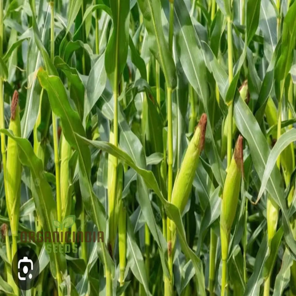 Premium Maize Planting Seeds Corn For Vibrant Farming & Enchanting Gardening Cultivate Natureâ€™s