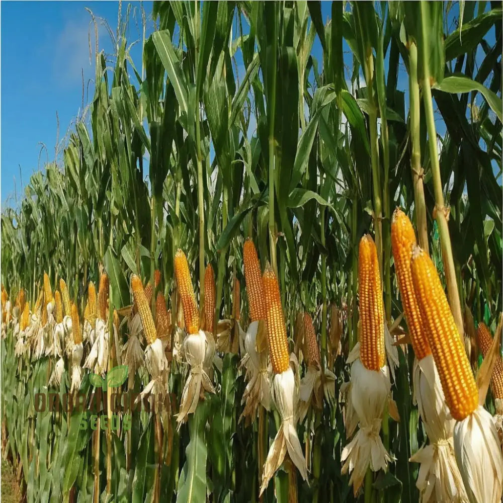 Premium Maize Seeds for Planting, High-Yield Corn Seeds for Home Gardening